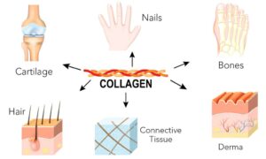 Types of collagen