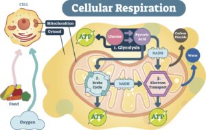 Cellular respiration process